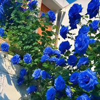 🌹 Elegant Climbing Rose Flower Seeds – 9 Rare Colors (Imported)