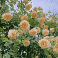 🌹 Elegant Climbing Rose Flower Seeds – 9 Rare Colors (Imported)