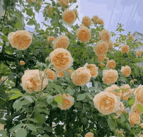 🌹 Elegant Climbing Rose Flower Seeds – 9 Rare Colors (Imported)