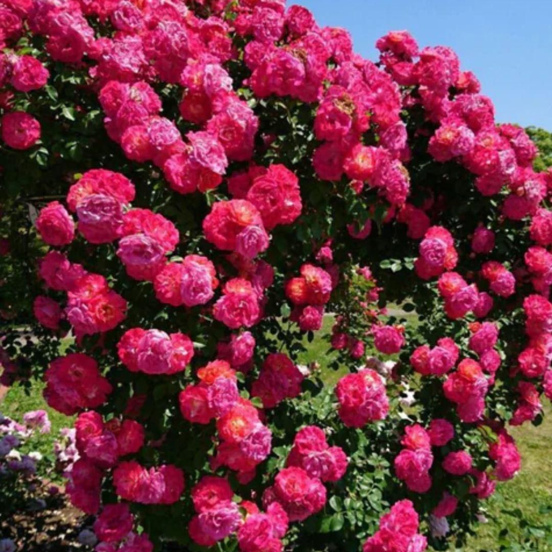 🌹 Elegant Climbing Rose Flower Seeds – 9 Rare Colors (Imported)