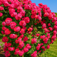 🌹 Elegant Climbing Rose Flower Seeds – 9 Rare Colors (Imported)