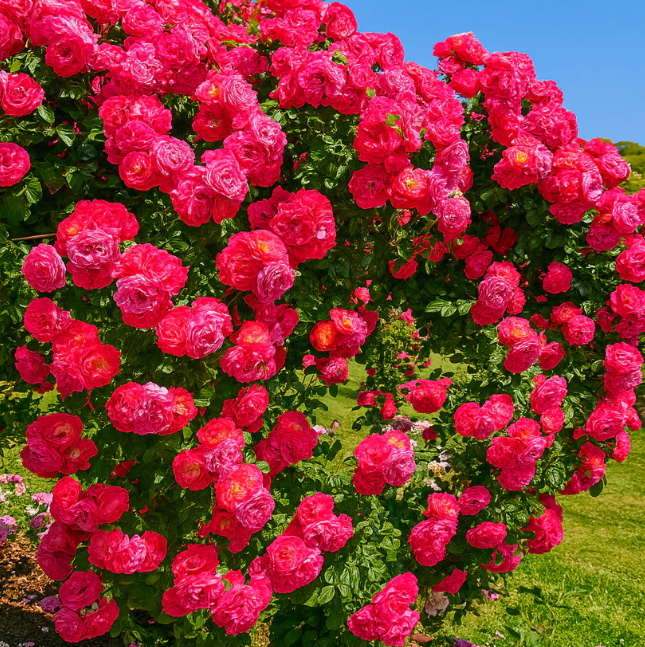 🌹 Elegant Climbing Rose Flower Seeds – 9 Rare Colors (Imported)