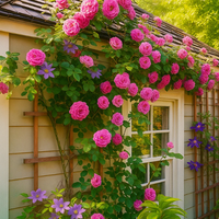 🌹 Elegant Climbing Rose Flower Seeds – 9 Rare Colors (Imported)