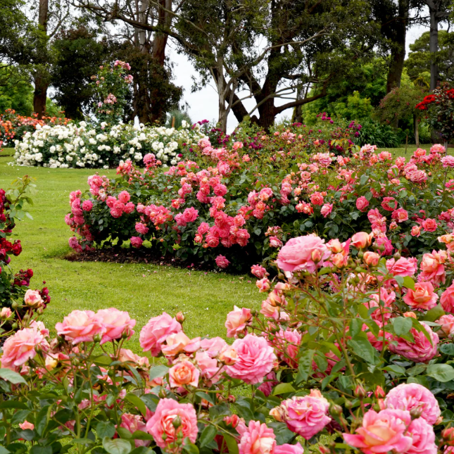 🌹 Elegant Climbing Rose Flower Seeds – 9 Rare Colors (Imported)