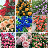 🌹 Elegant Climbing Rose Flower Seeds – 9 Rare Colors (Imported)