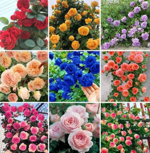 🌹 Elegant Climbing Rose Flower Seeds – 9 Rare Colors (Imported)