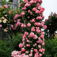 🌹 Elegant Climbing Rose Flower Seeds – 9 Rare Colors (Imported)