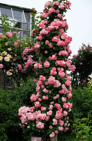 🌹 Elegant Climbing Rose Flower Seeds – 9 Rare Colors (Imported)